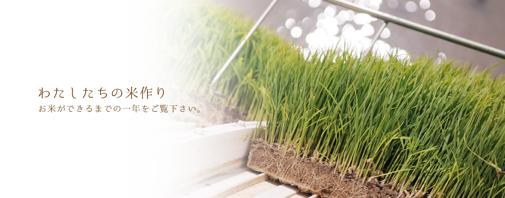 わたしたちの米作り