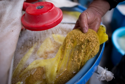 種子消毒・浸種